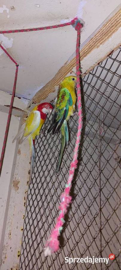 Rozella białolica samiec Łużna sprzedam