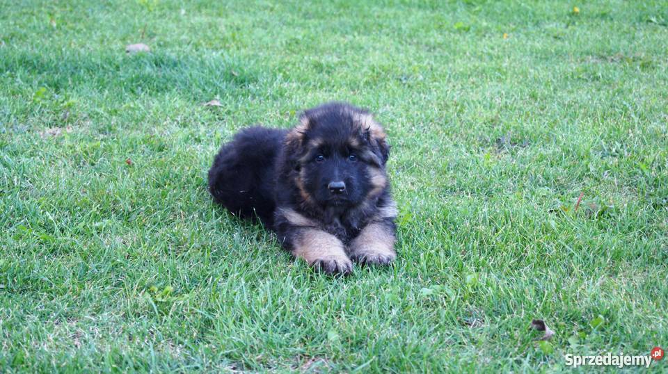 Owczarek niemiecki długowłosy szczeniaki okazja Psy Tarnobrzeg