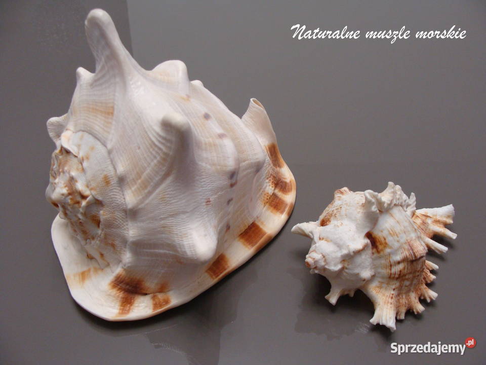 Naturalne muszle morskie komplet