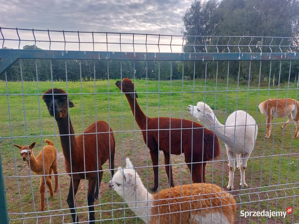 Sprzedam alpaki Juryzdyka