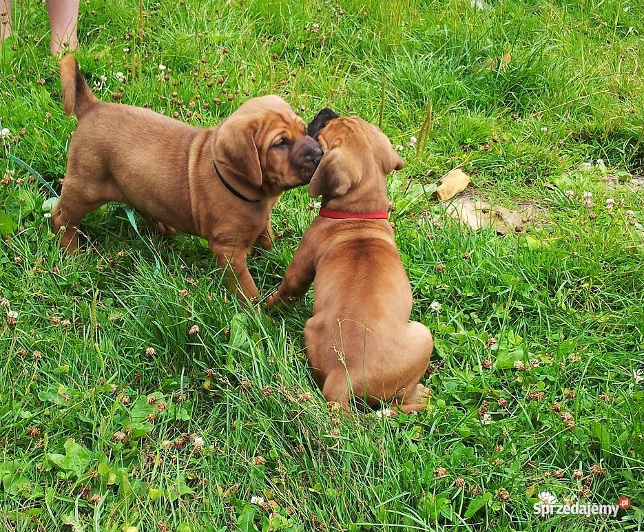 SZCZENIĘTA TOSA INU