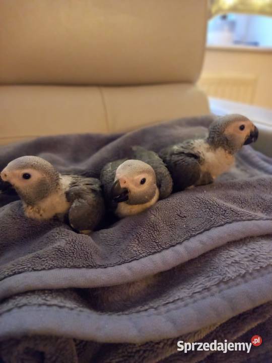 Żako samczyk ręcznie karmiony Zakrzów Turawski sprzedam