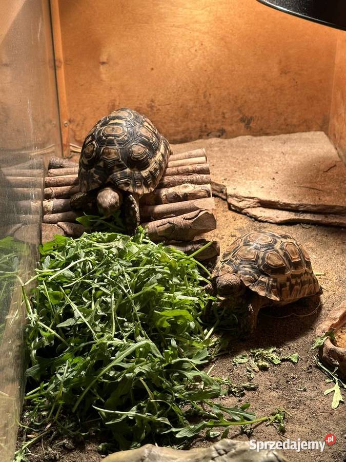 Żółwie lamparcie Gady i płazy Kraków