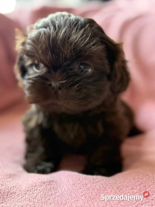 Shih Tzu suczka Świerklany sprzedam