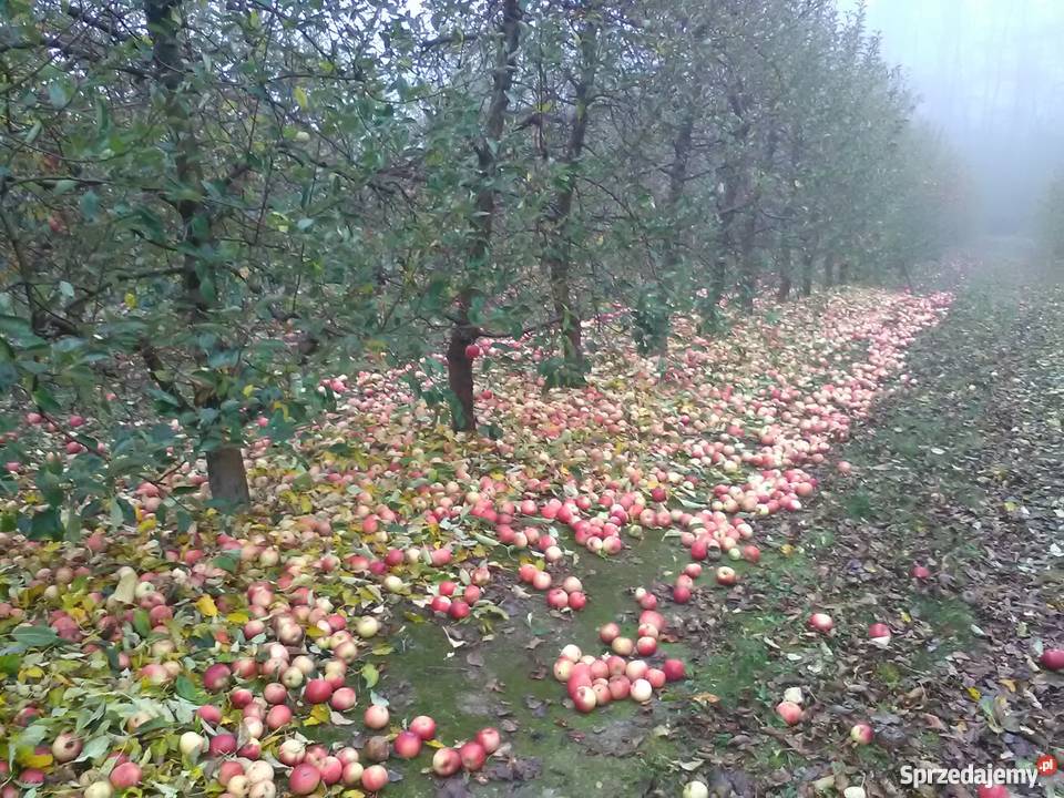 Sprzedam sad 9zł/m2 Grunty i działki