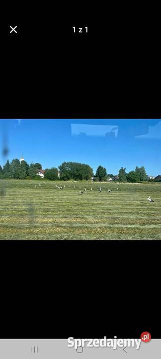 Siano łąkowe bele 120X120 Bełżyce sprzedam