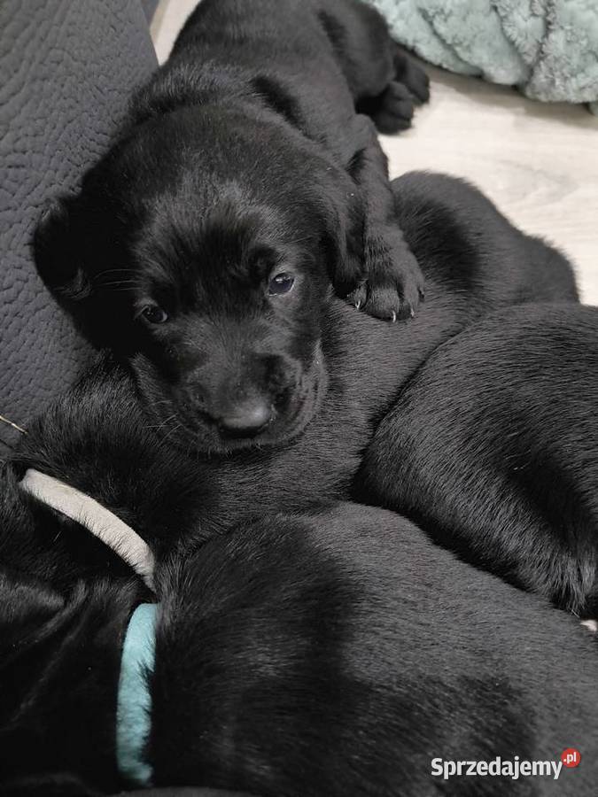 Labrador retriever Słopnice