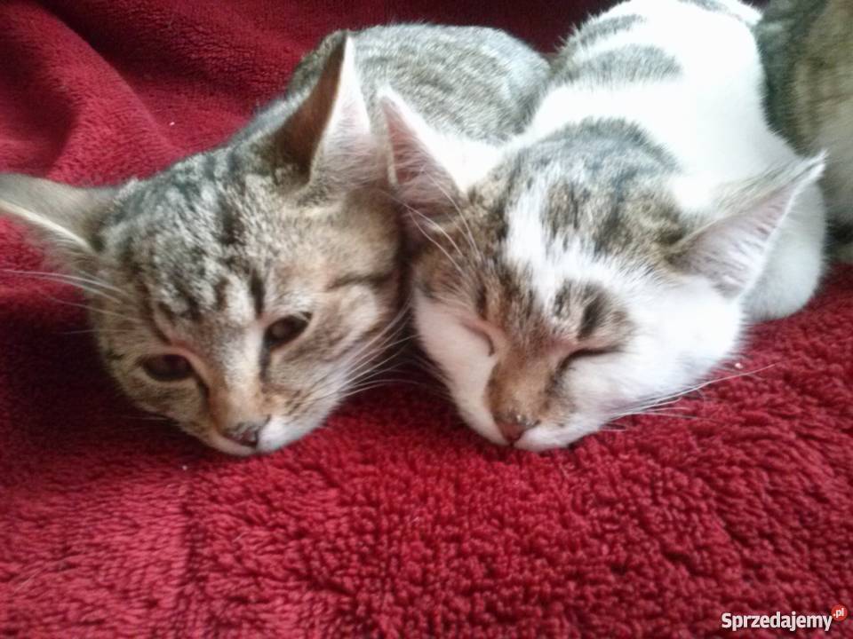 Oddam kociaki Krosno