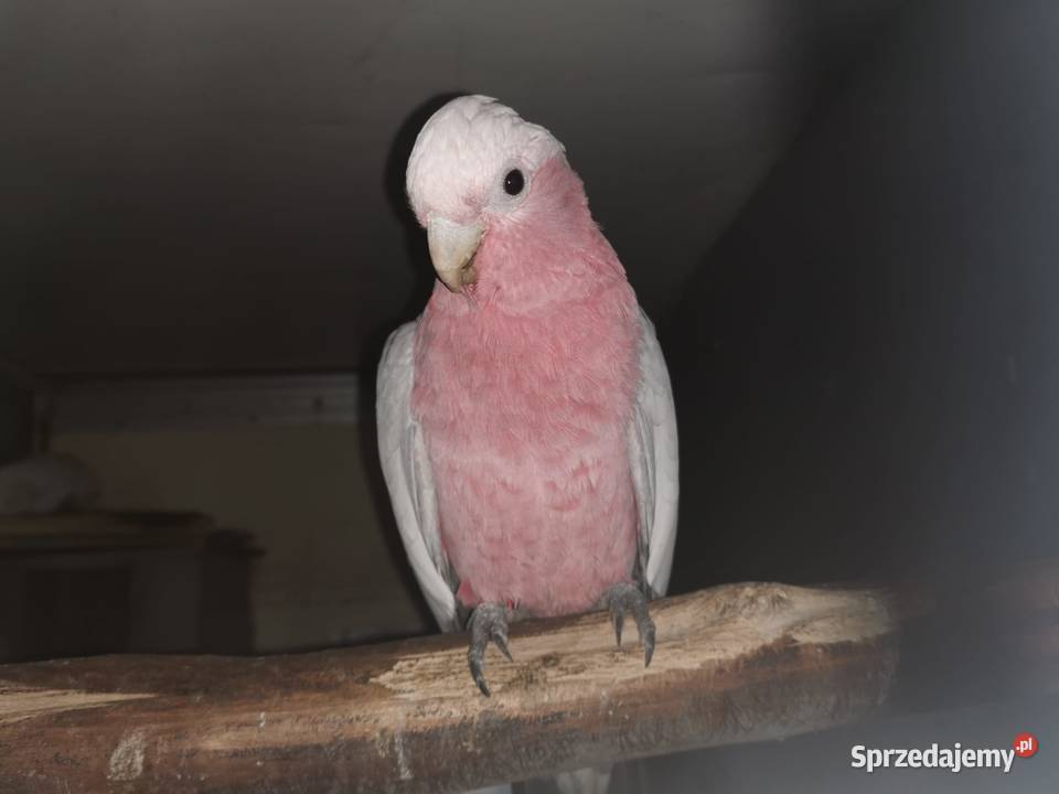 Kakadu Różowe Lutino Para 2024r Samiec i Samica