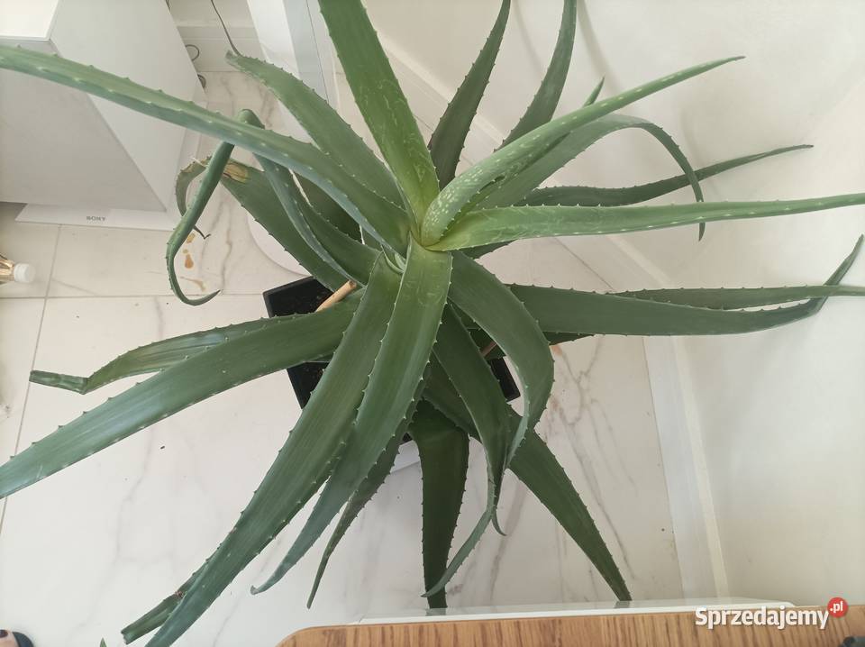 grubosz i aloes na sprzedaż Rośliny łódzkie Łódź