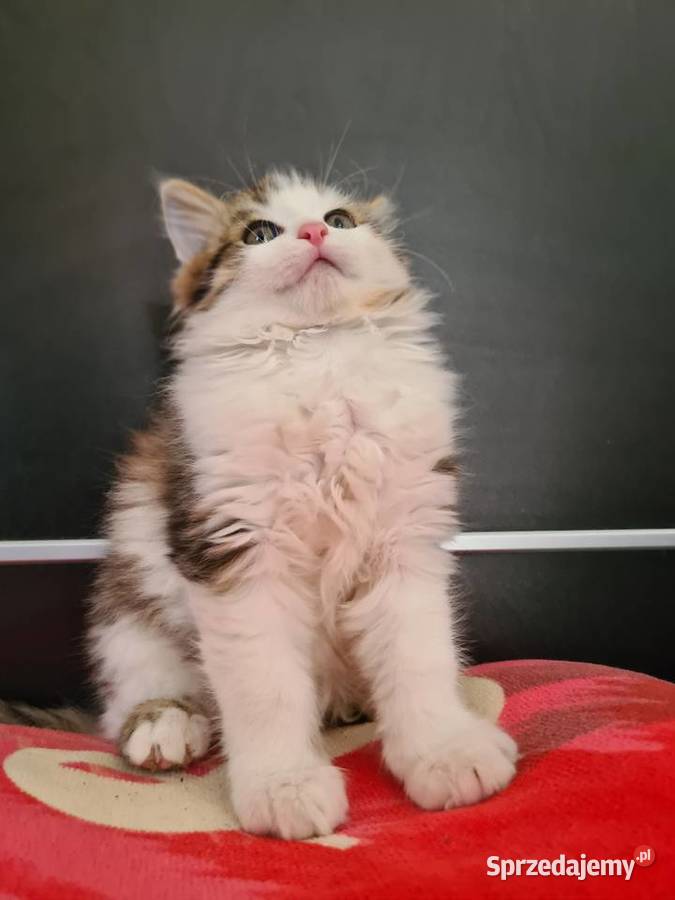Maine Coon Maine Coon Drygulec sprzedam