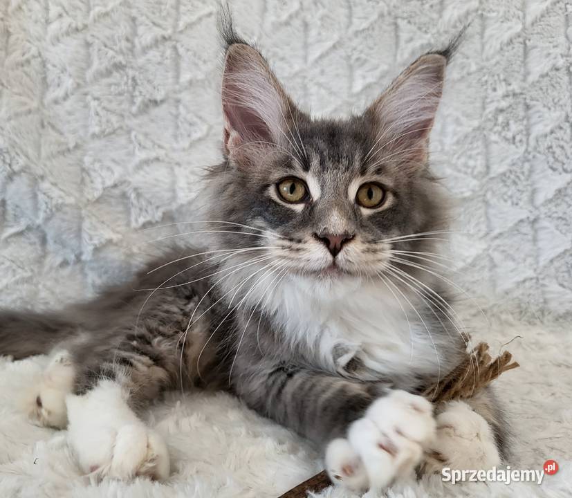 Maine Coon duże linie hodowla FPL Radomsko sprzedam