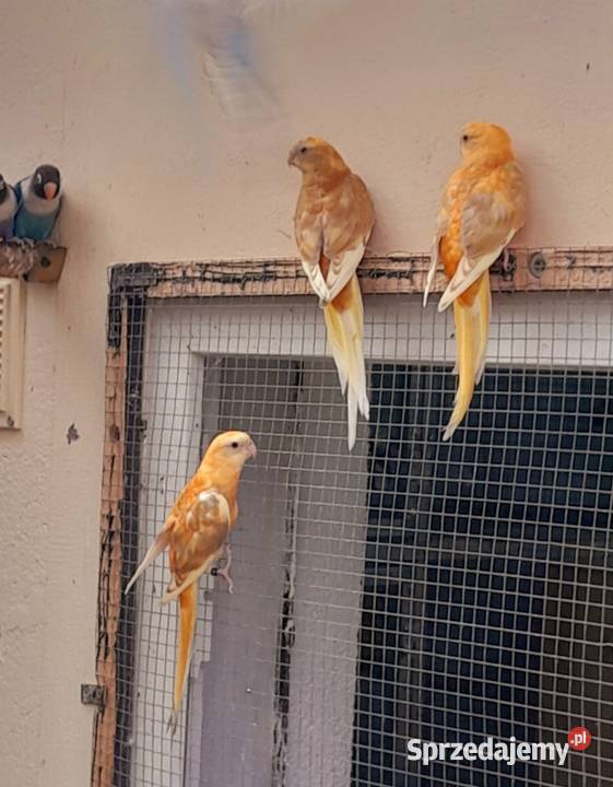Sprzedam świergotki Ostrów Wielkopolski sprzedam