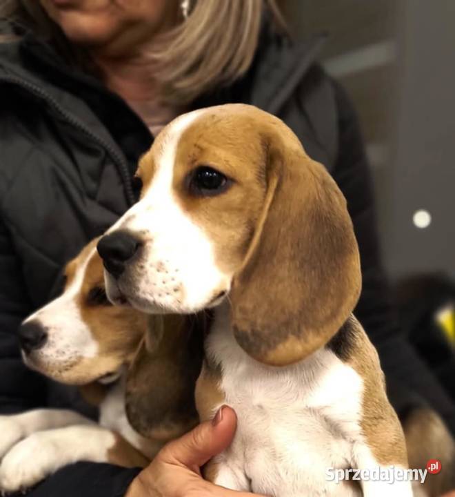 Cudna beagielka FCI championie arystokracja mazowieckie Mińsk Mazowiecki