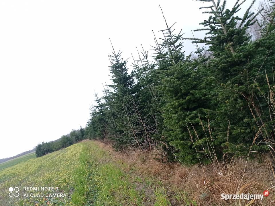 Gałązki jodły kaukaskiej Trzebce sprzedam
