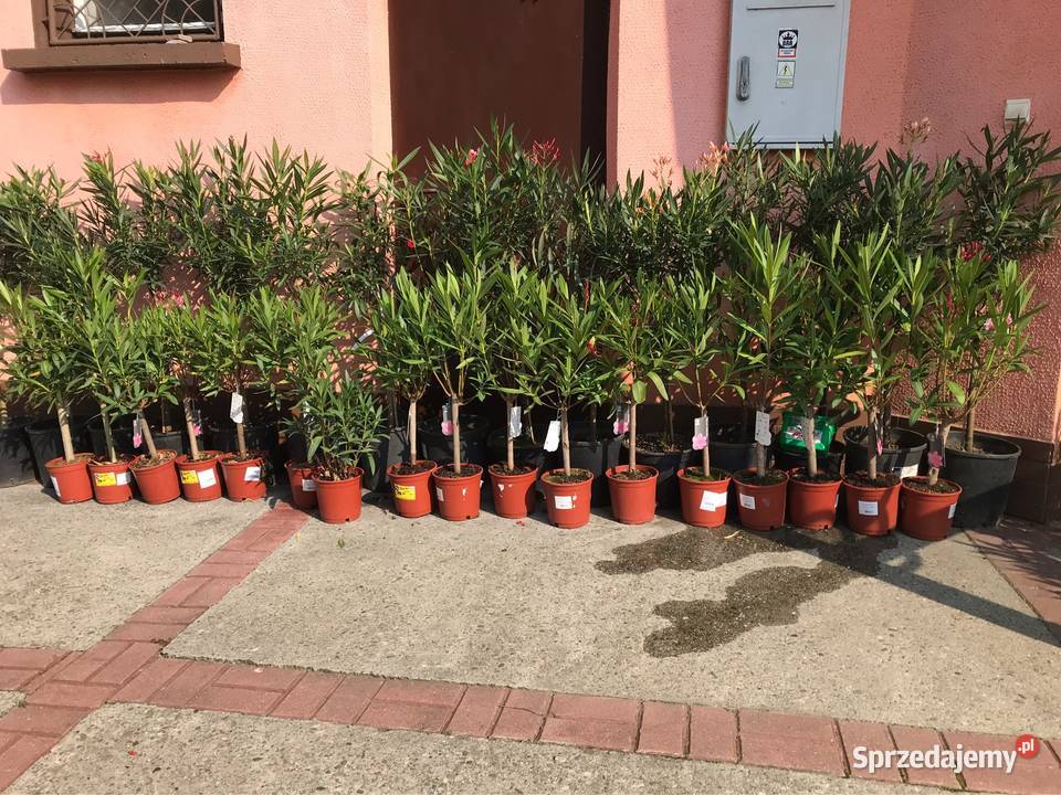 Oleander na pniu różne wielkości