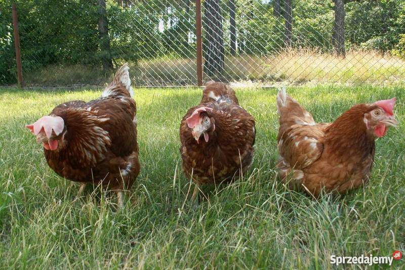 Kury Pozostałe Ruszów