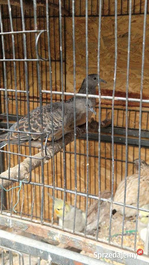 Turkawka Wschodnia mazowieckie Legionowo