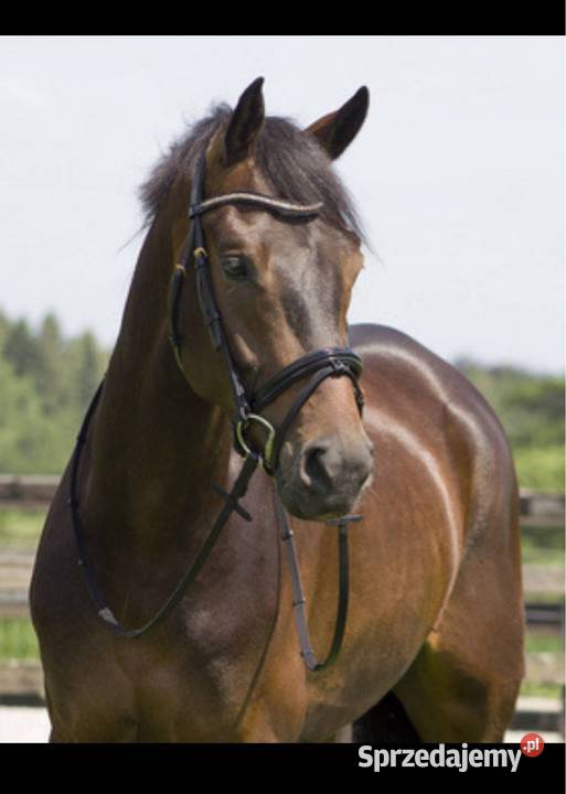 Ogłowie CAMBRIDGE V Warszawa