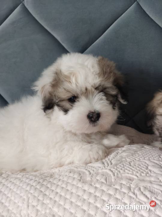 Coton de Tulear szczenięta z rodowodem Inowrocław sprzedam