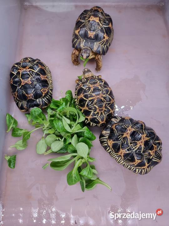 Żółw promienisty Astrochelys radiata Bielsko-Biała