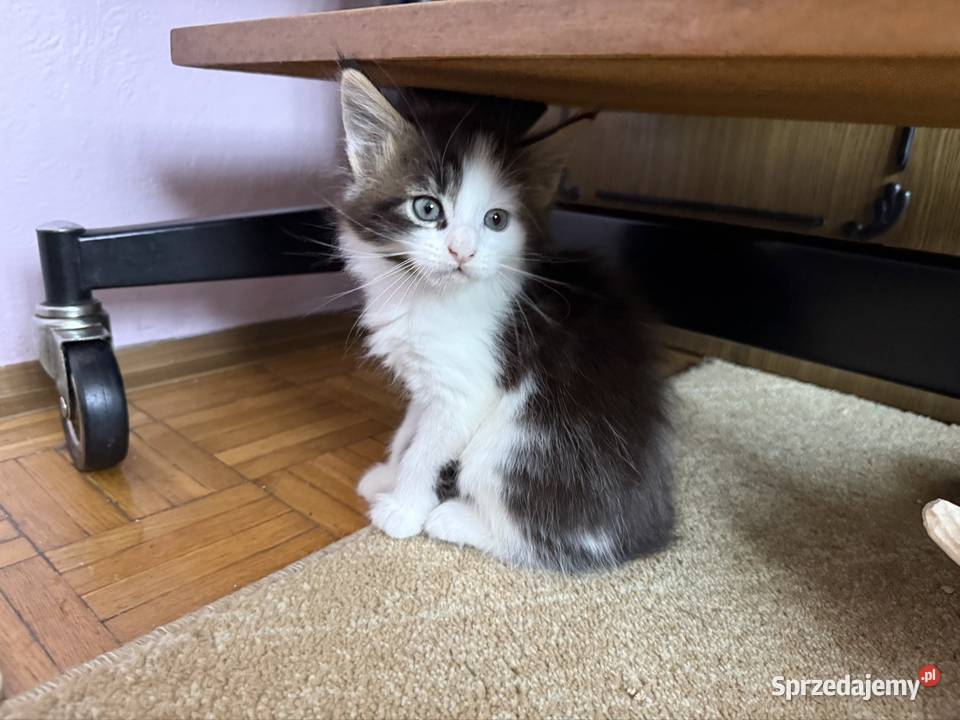 Kotka Maine Coon gotowa do odbioru Wrocław