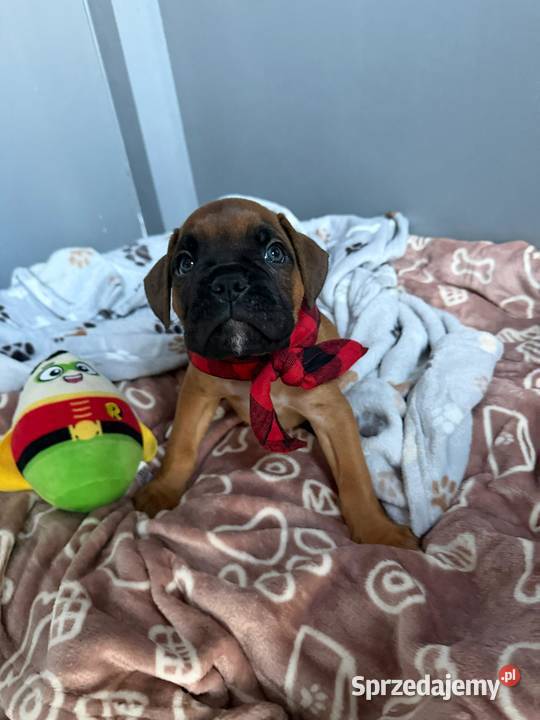 Bokser szczeniak o imieniu hodowlanym Boss łódzkie Pabianice