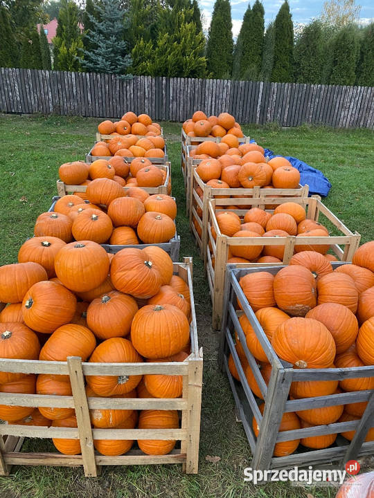 Dynia jadalna spitfireracer haloween podkarpackie Stalowa Wola
