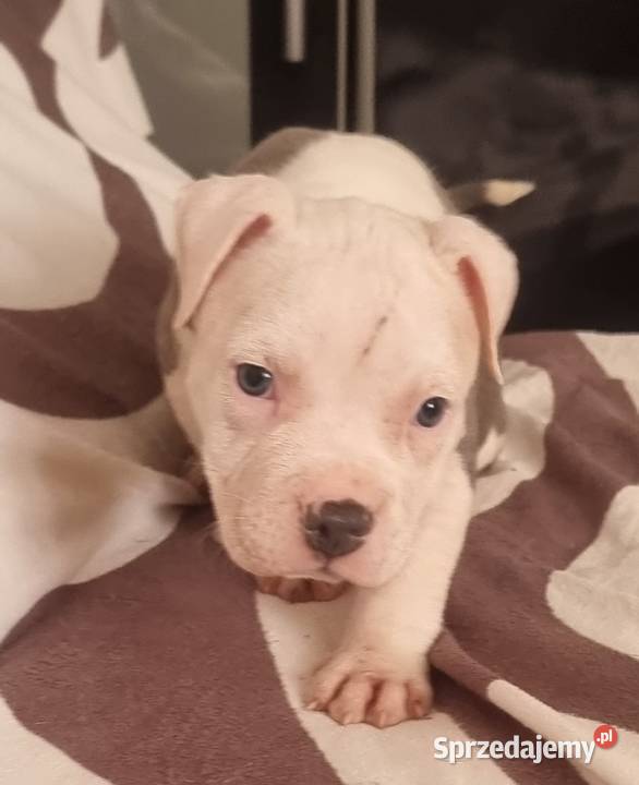 American Staffordshire Terrier Pies sprzedam