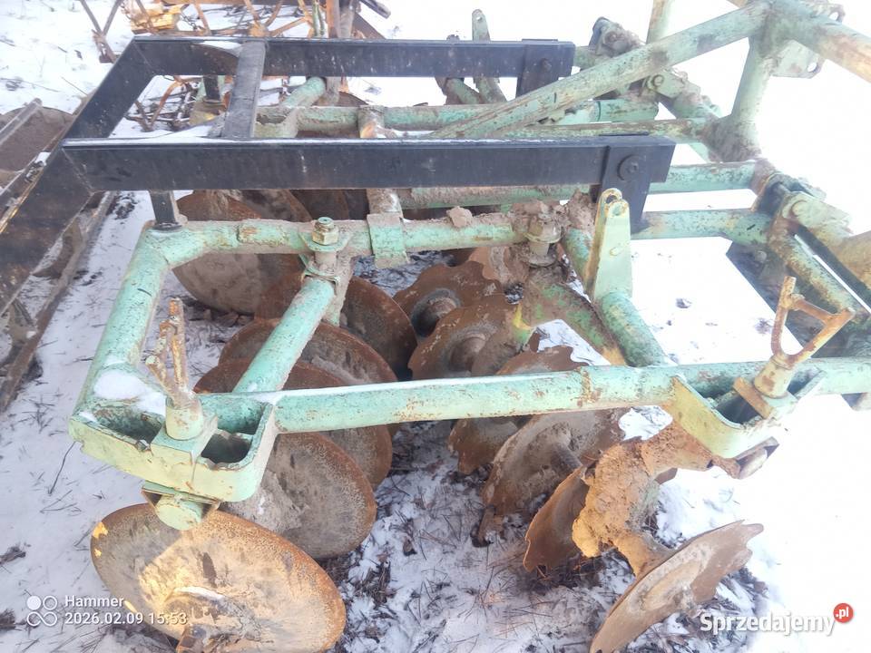 Talerzowka mazowieckie Rozalin sprzedam