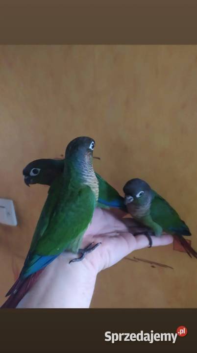 Papugi rudosterki ręcznie karmione Tychy