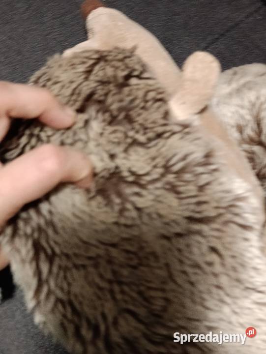 rodzina jeży pluszowa zabawka maskotka pluszak wielkopolskie Poznań