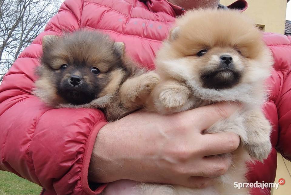 Szpic miniaturowy pomeranian rodowodowe Łódź