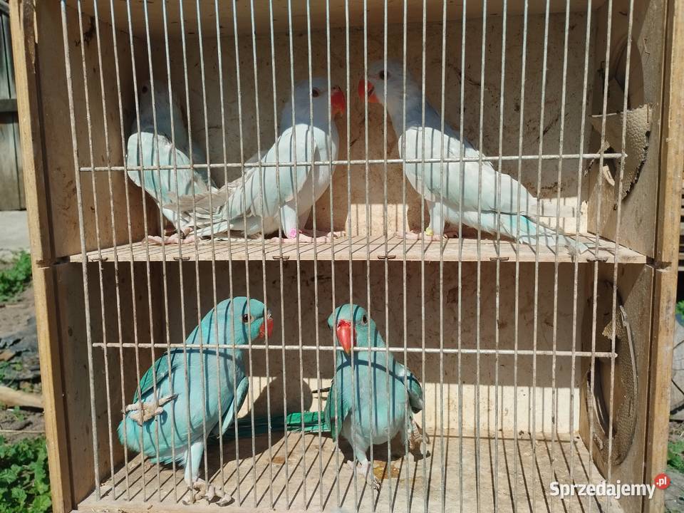 Papugi aleksandretty obrożne rozelle nimfy Mircze