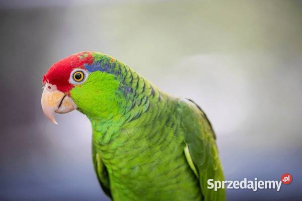 Amazonka Krasnoglowa Viridigenalis iridigenalis Kraków