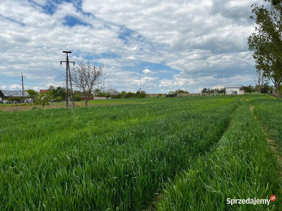 Działka budowlana drodze asfaltowej Sprzedaż Goszków
