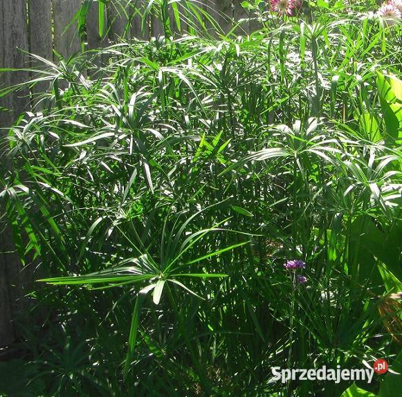Cibora papirus roślina doniczkowa ogrodowa Białowieża