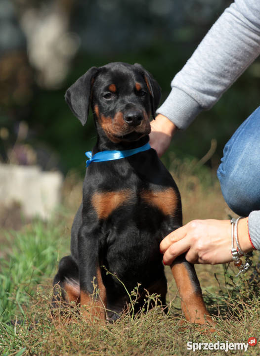 Doberman puppies Lublin