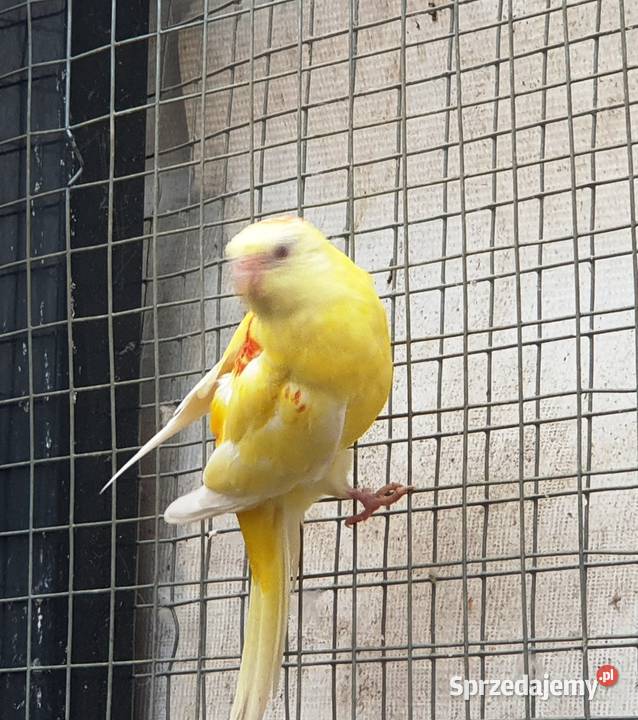 Świergotka Rubino Samica Pszczew