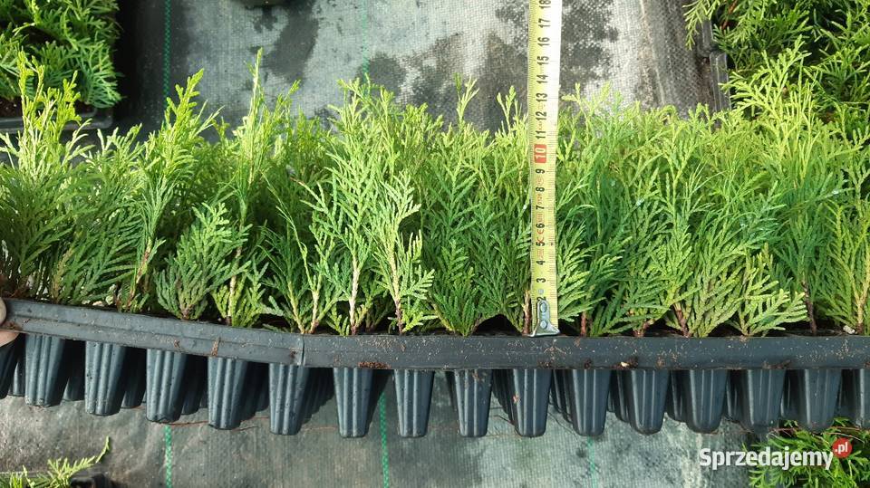 Tuja Danica Sadzonka Wrocław sprzedam
