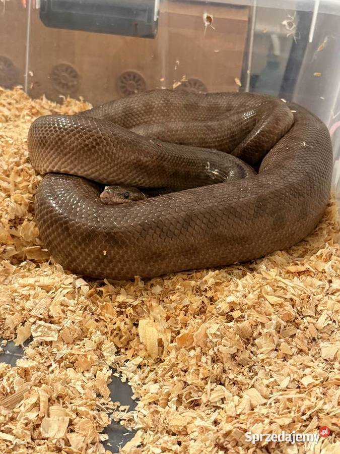 Boa tęczowy samica dorosła wąż sprzedam