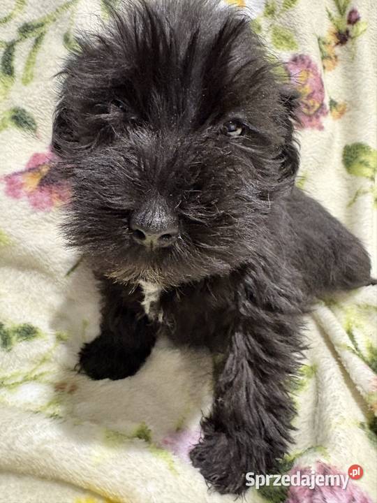 Sznaucer miniaturowy czarny piesek Solec Kujawski