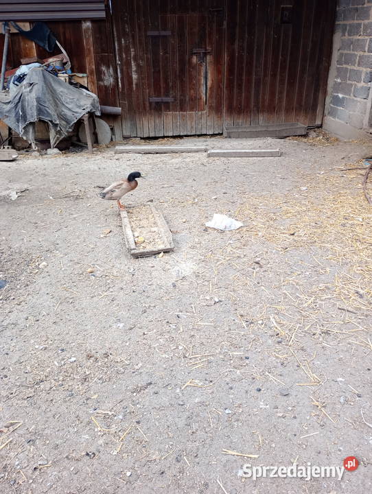 Kaczory Biegusy indyjskie 3 ptaki Miechów sprzedam