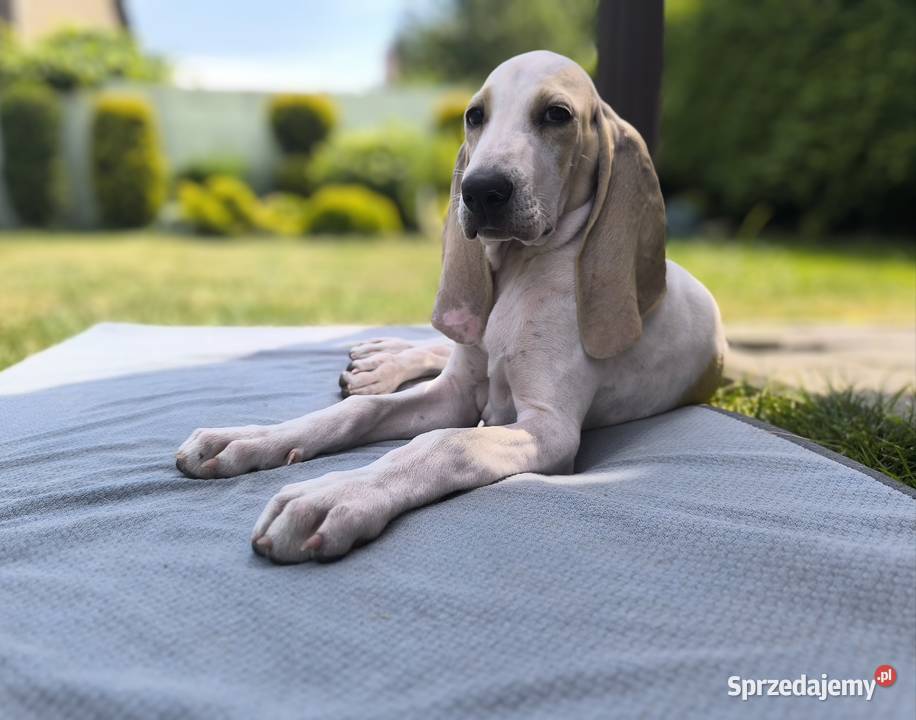 Szczeniak PORCELAINE FCI gończy z Francji Radzionków