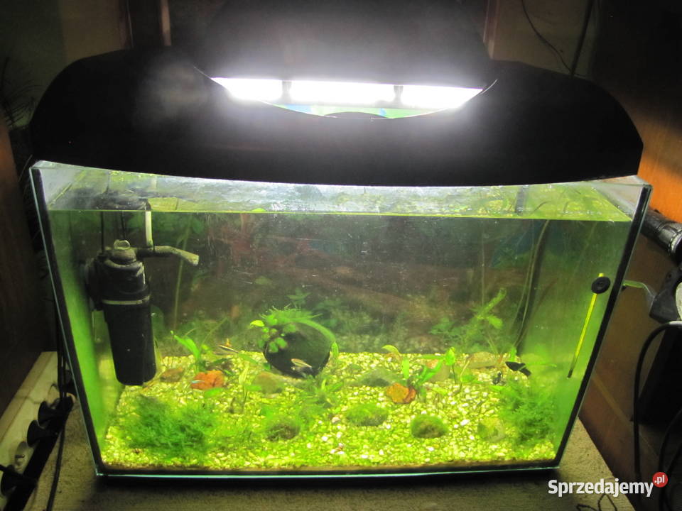 Akwarium 72 l z obsadą Toruń