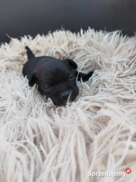 Chichuahua piesek Nowy Dwór Mazowiecki