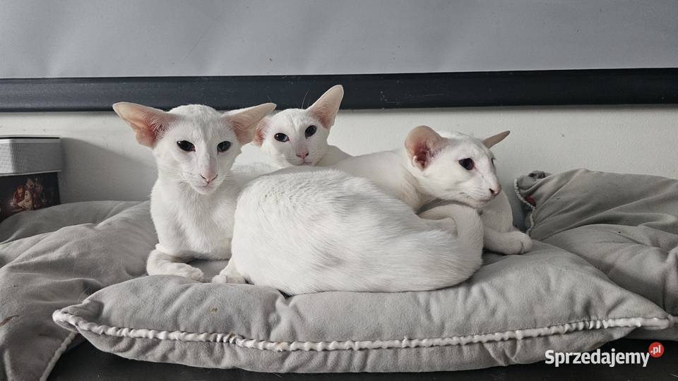 Oddam roczne białe kocurki orientalne kota Warszawa sprzedam