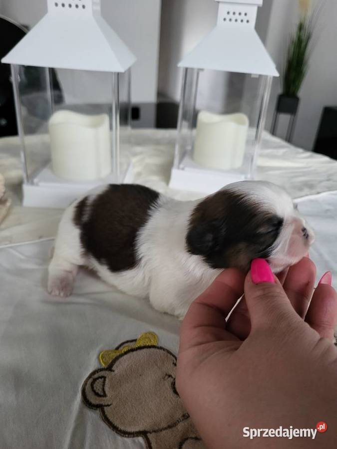 Pieski shih tzu tricolor i złoty z czarną maską Shih Tzu Poręba