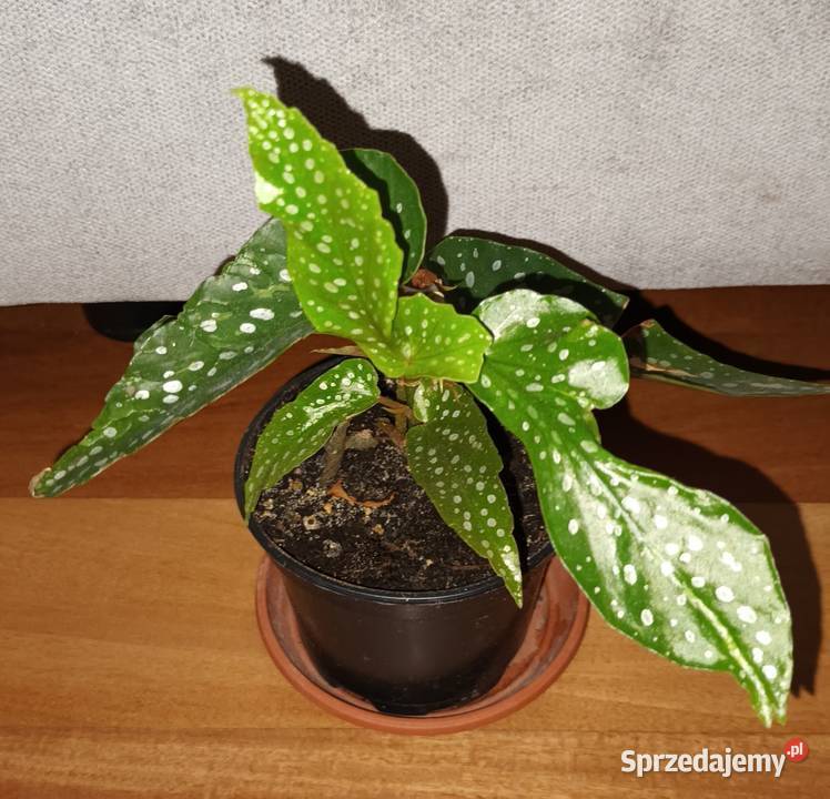 Hoya begonia aloes trzykrotkasetkrezja purpurowa Warszawa