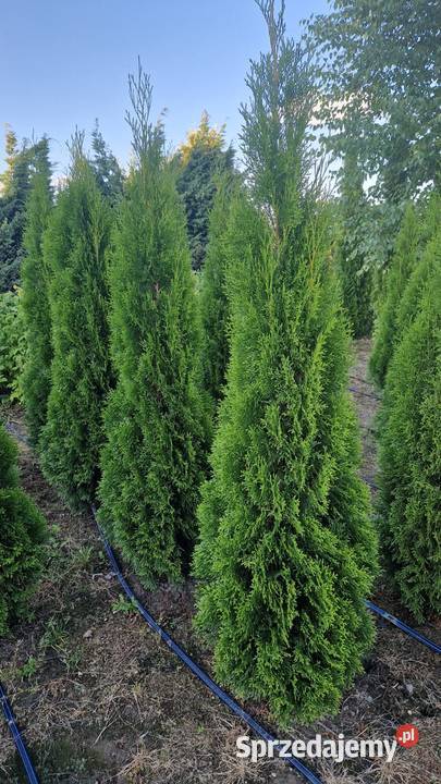 Tuja SzmaragdThuja Smaragd 180200 SUPER JAKOŚĆ mazowieckie Warszawa sprzedam